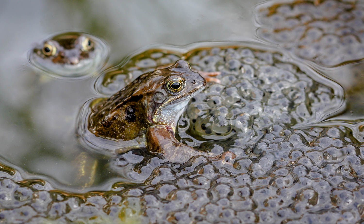 European Frogs with Spawn