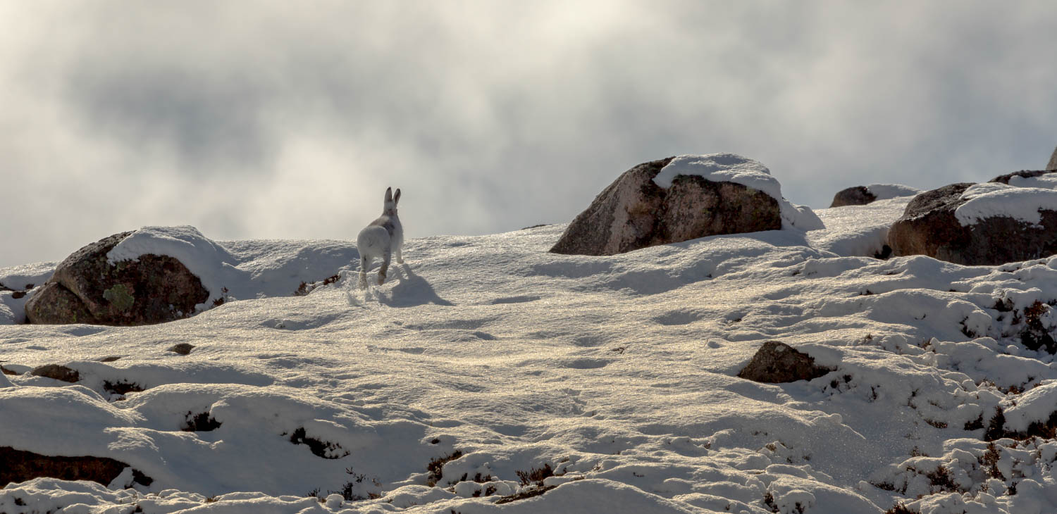 Mountain Hare