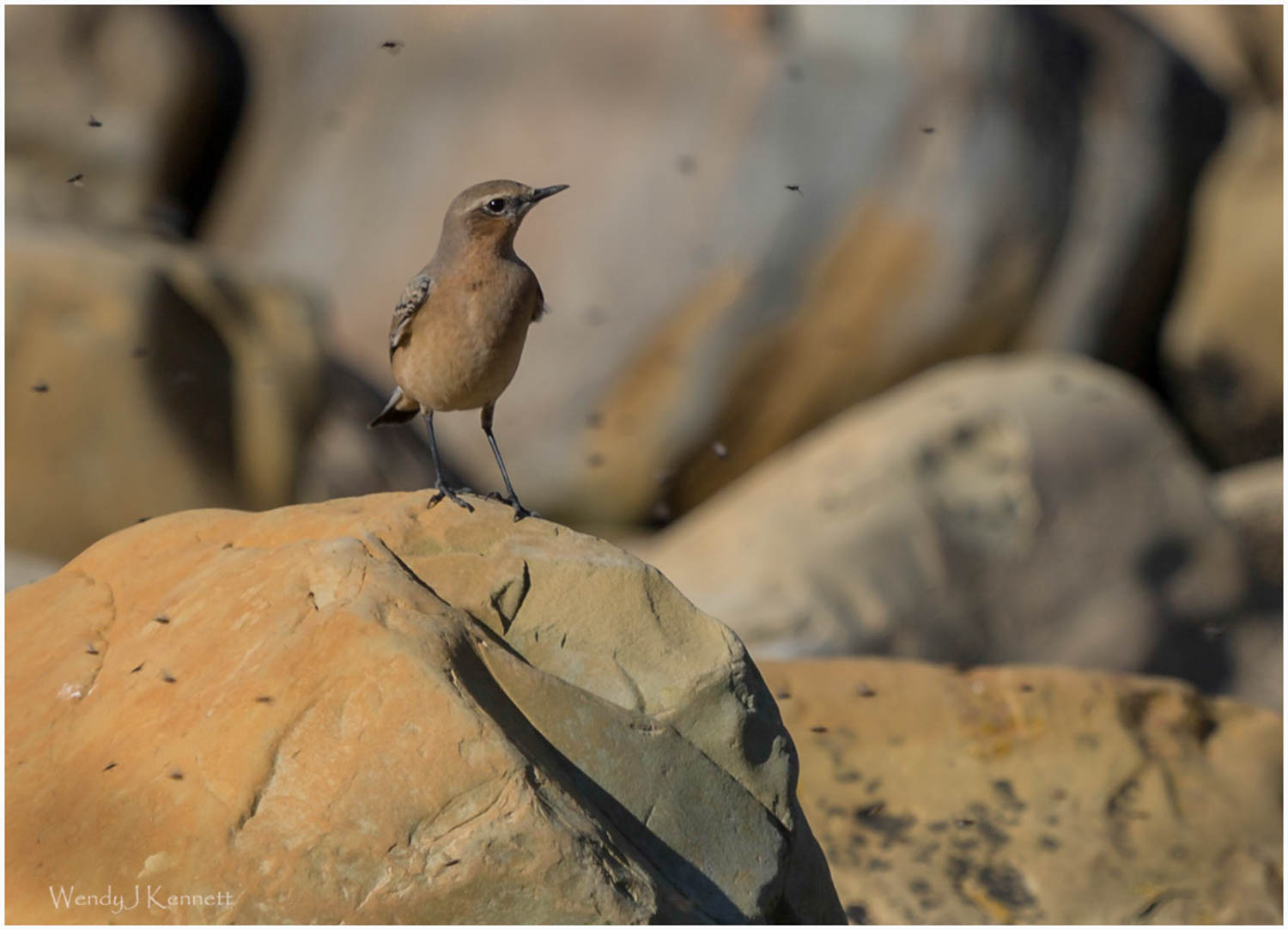 Wheatear catching Flies