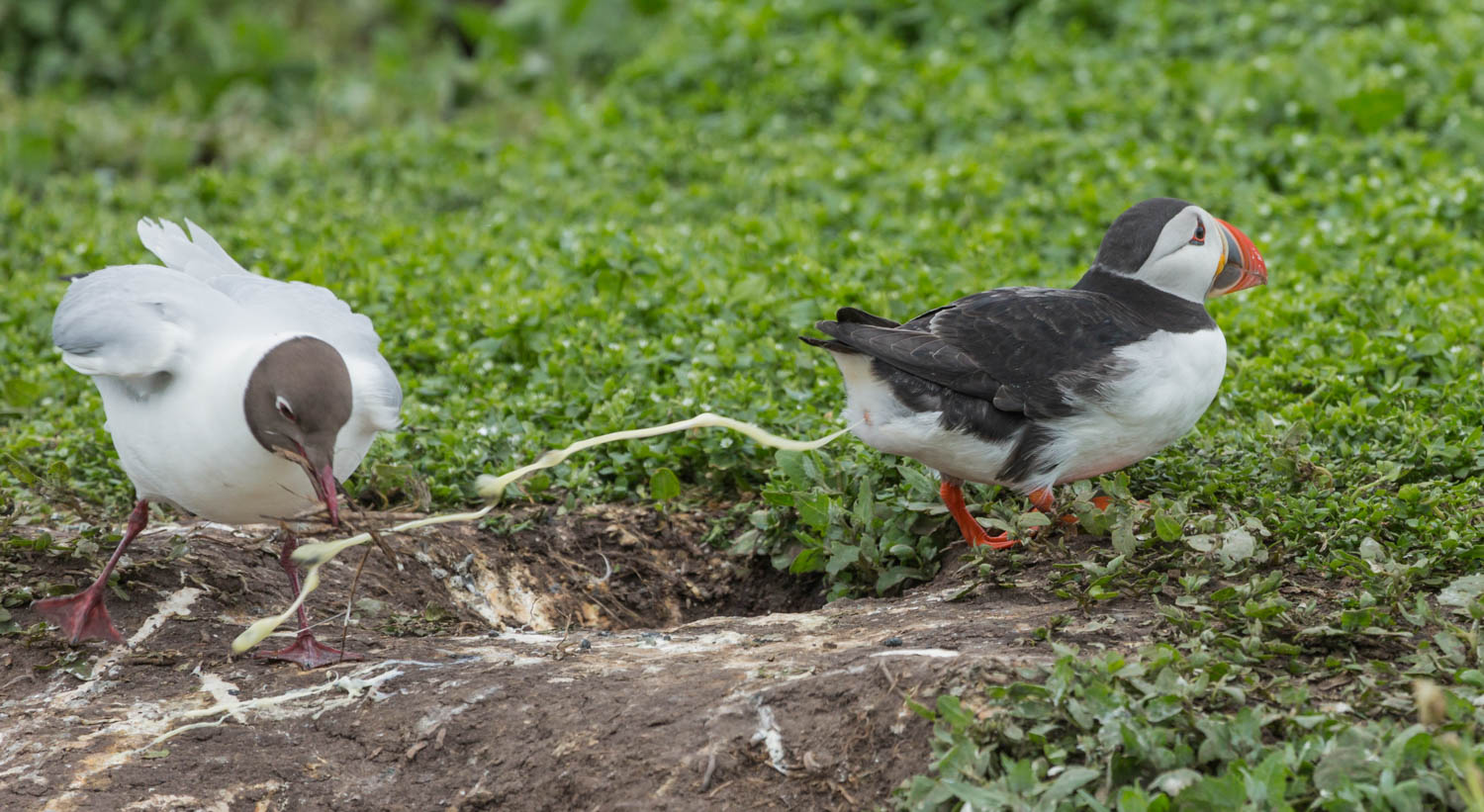 Puffin Defending Territory