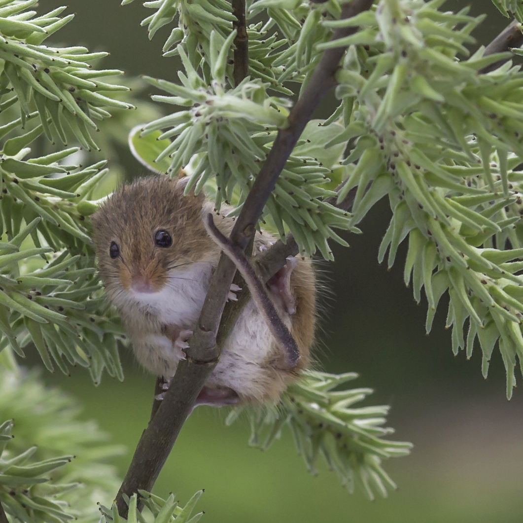 Harvest Mouse