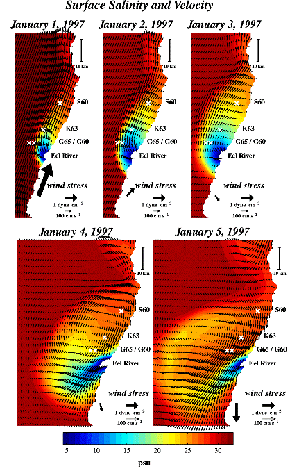 Winter storms with strong winds and rain are commonly experienced in northern California. The rain increases coastal river discharges. The evolution of an eddy off the Eel River, just north of Cape Mendocino, California, is seen in modeled surface salinity (color contours) and surface velocity (arrows).