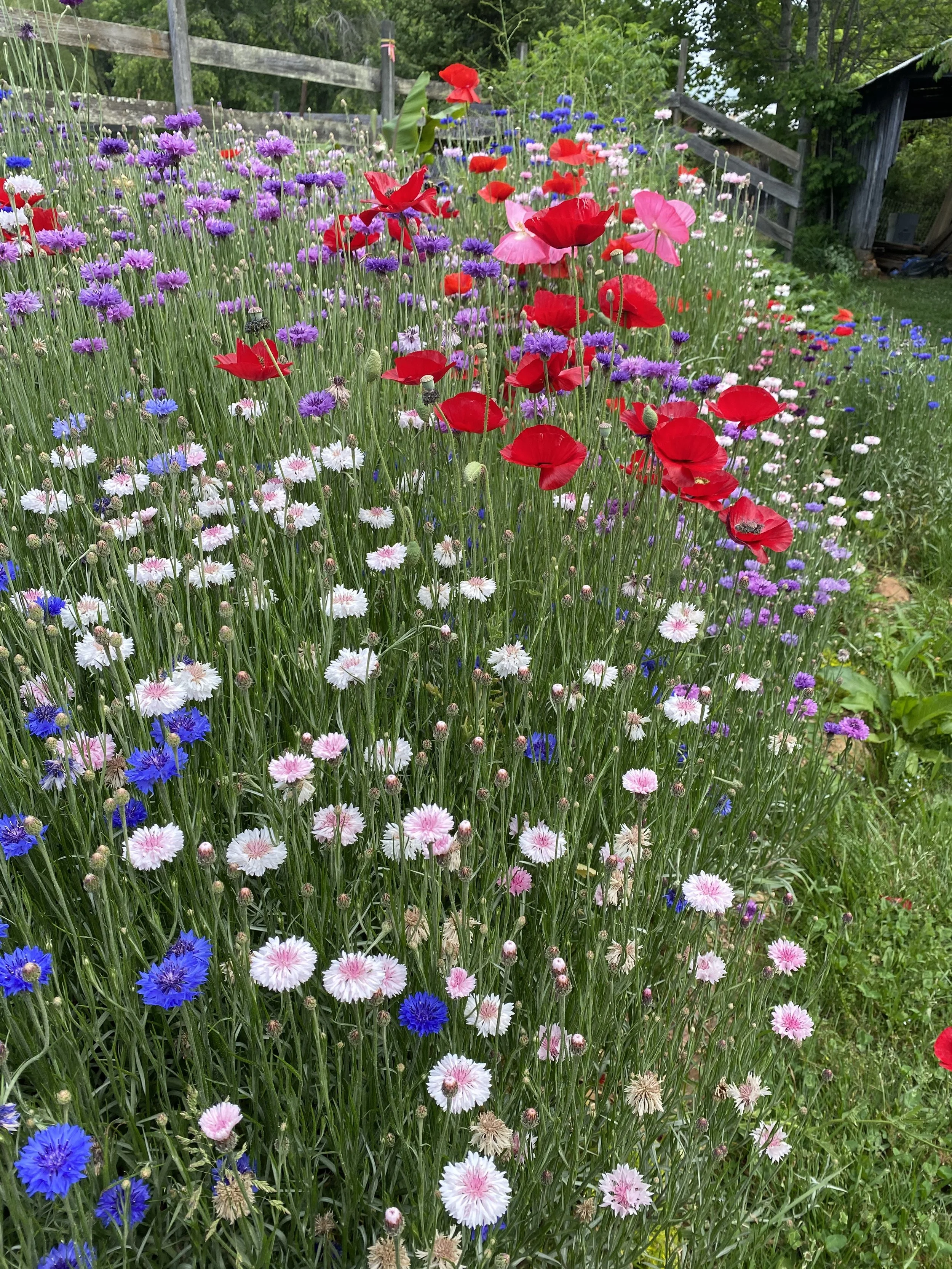 Spring Blooms and Stuffy Noses: TCM treatment for Seasonal Allergies 