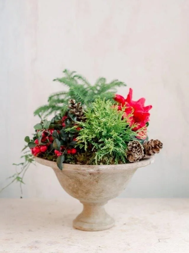 Plante Urne de Noel