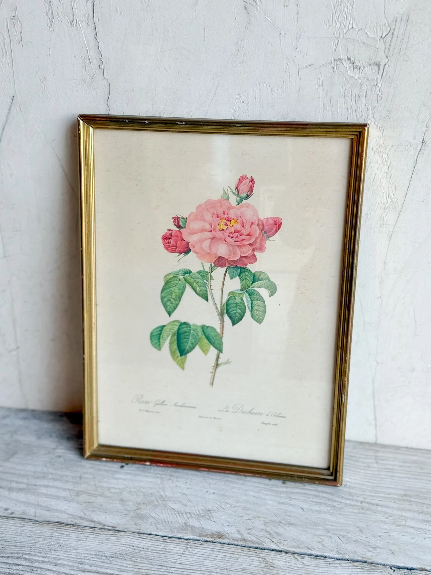 vintage-rose-lithograph-print-redoute-engraving (3).jpg