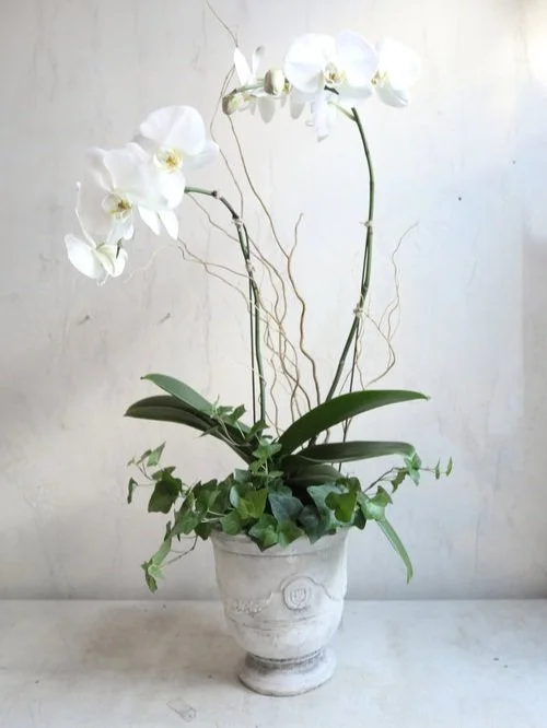 L'Orchidee dans Anduze