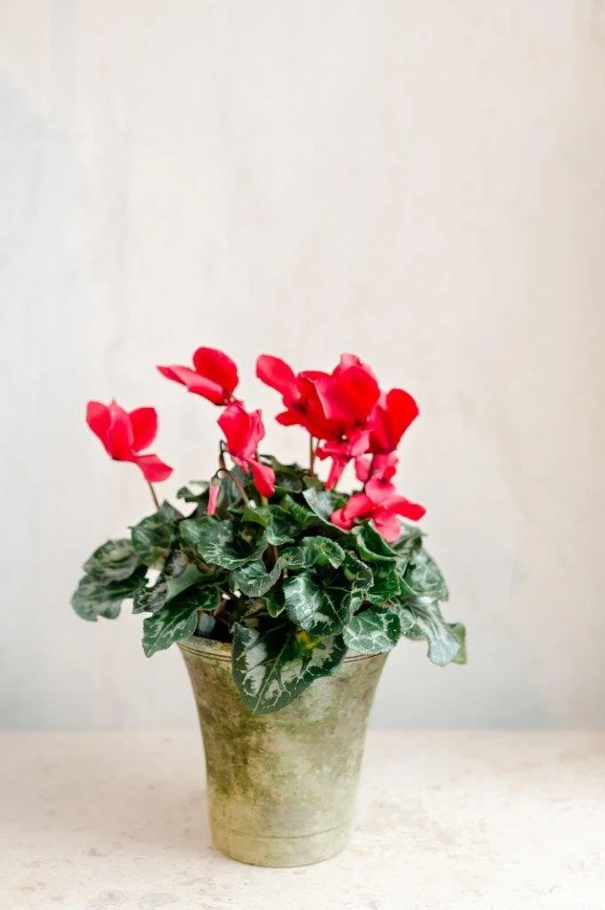 Andover Florist Holiday Flowers Plants Wreaths Fresh