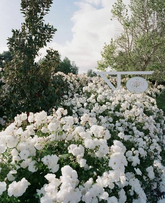 Garden Roses