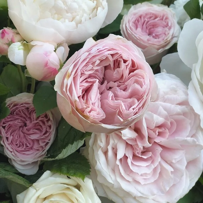 Garden Roses