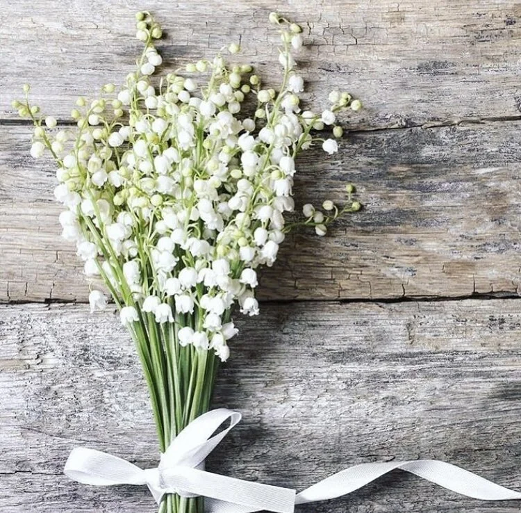 Blog About Flowers Plants & Gardens | Vintage Home Decor | France