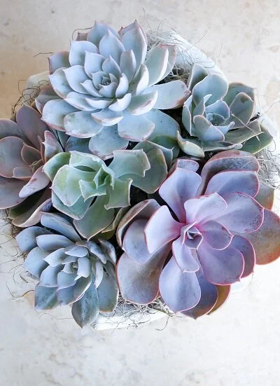 Succulent