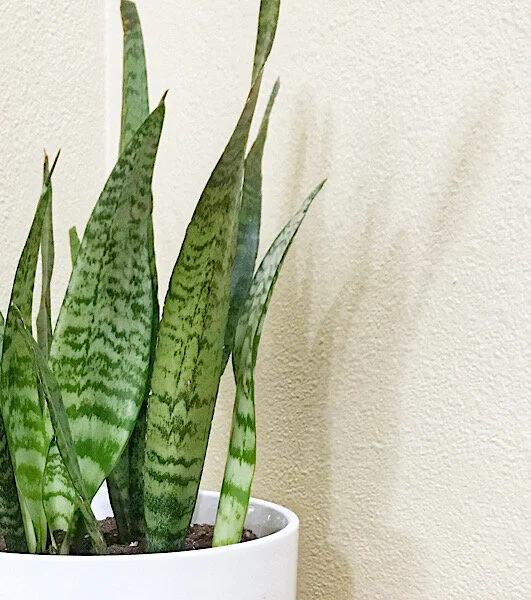 Snake Plant