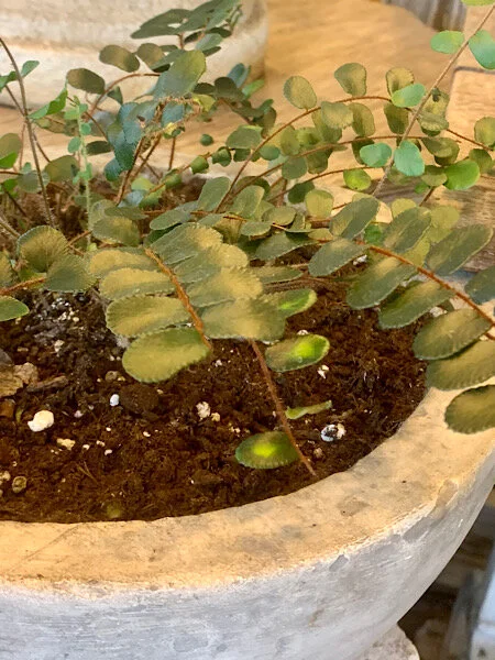 Fern - Button