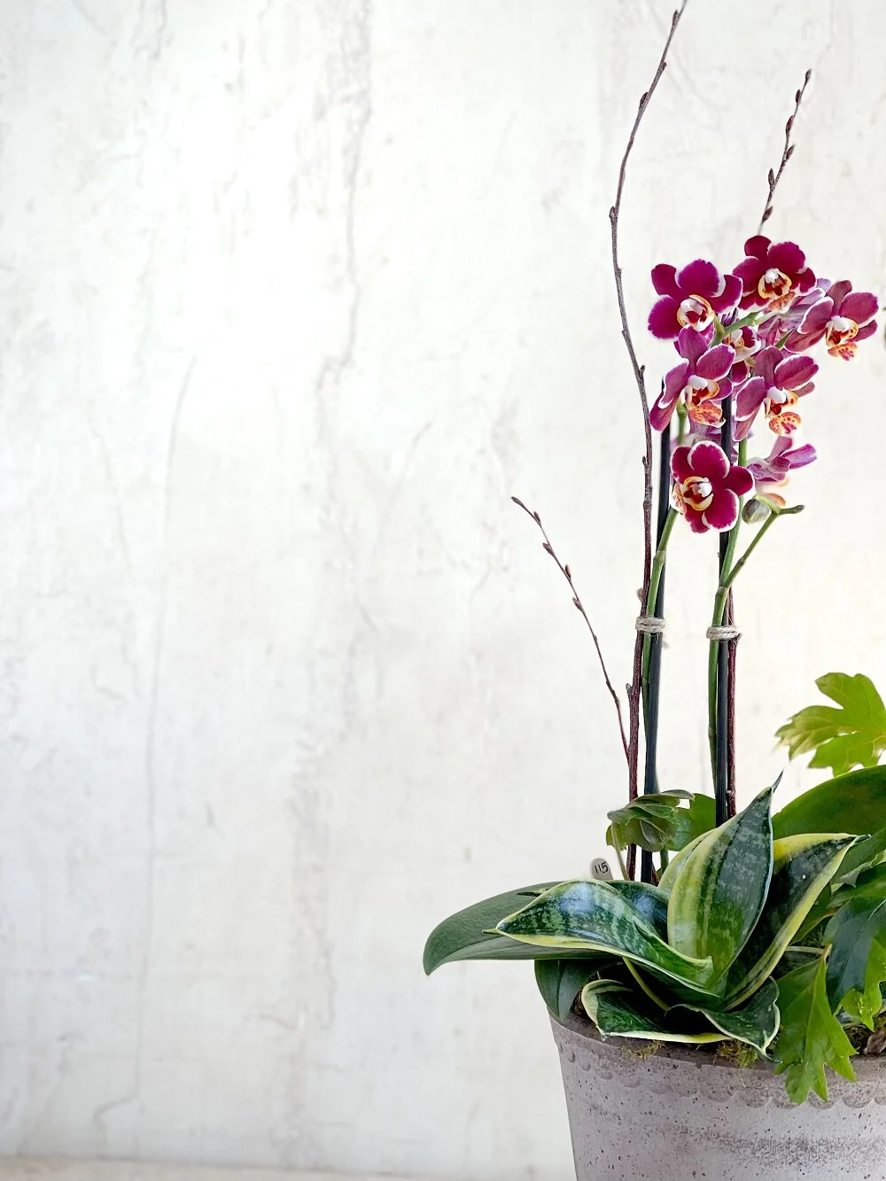 burgundy phalaenopsis orchid potted planter mix snakee plant trailing ivy