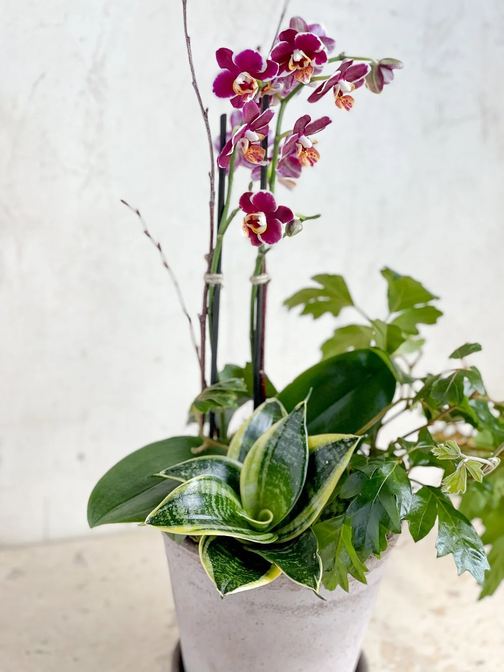 burgundy phalaenopsis orchid potted planter mix snakee plant trailing ivy