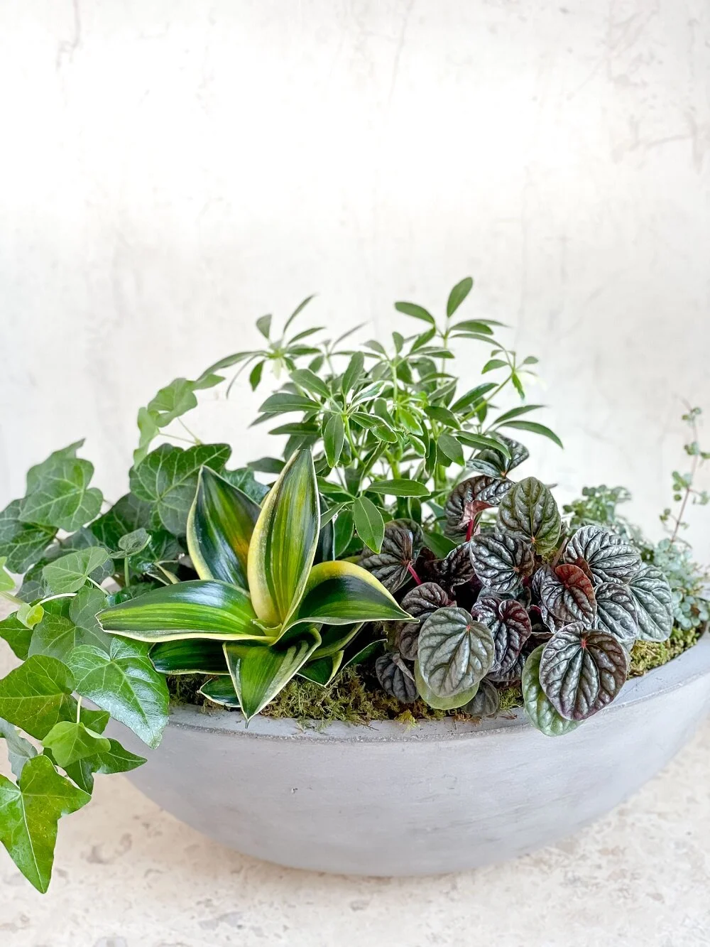 indoor planter easy care plants mixed dish garden snake plant ivy gray cement boat container