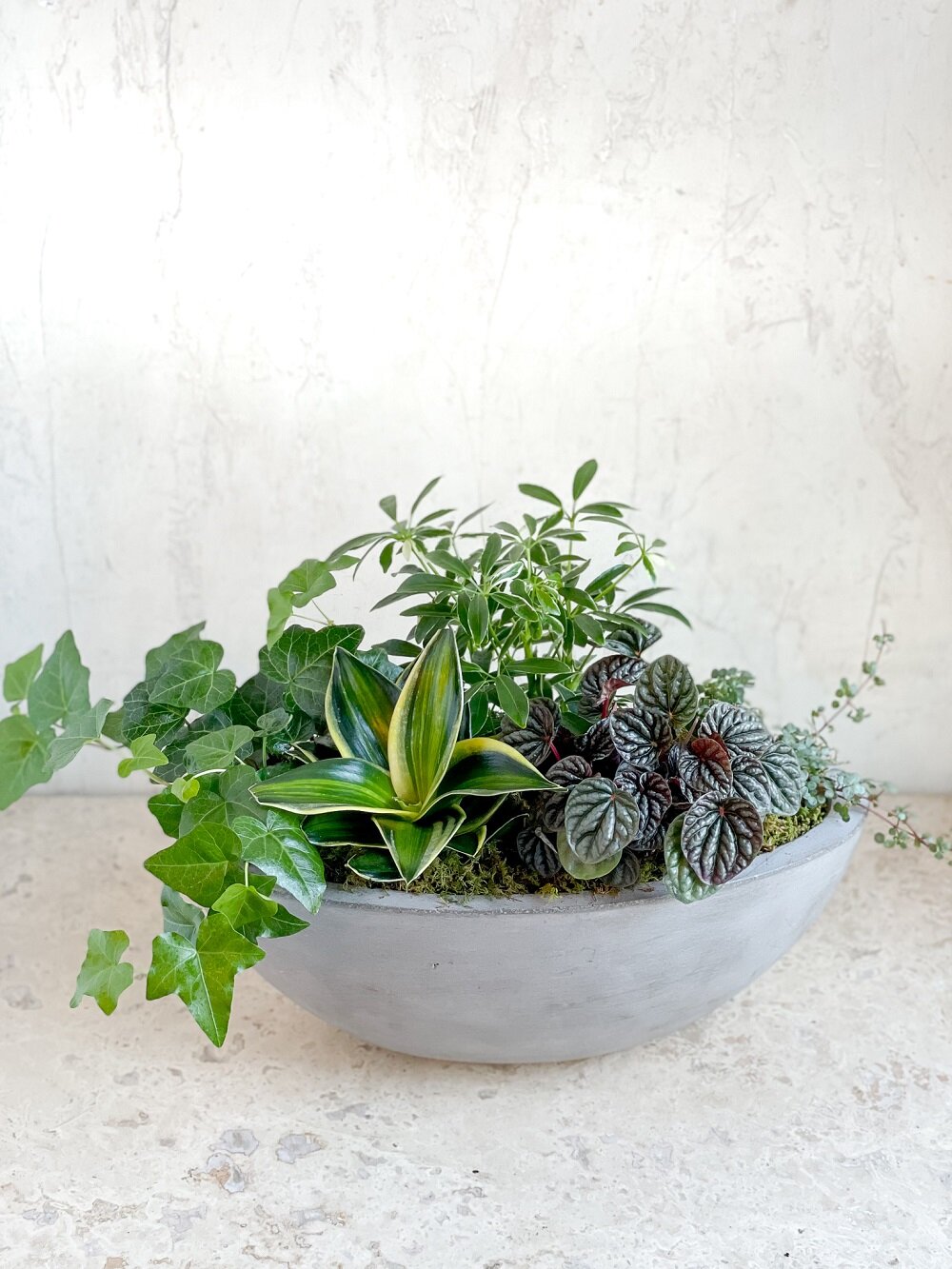 indoor planter easy care plants mixed dish garden gray cement boat container