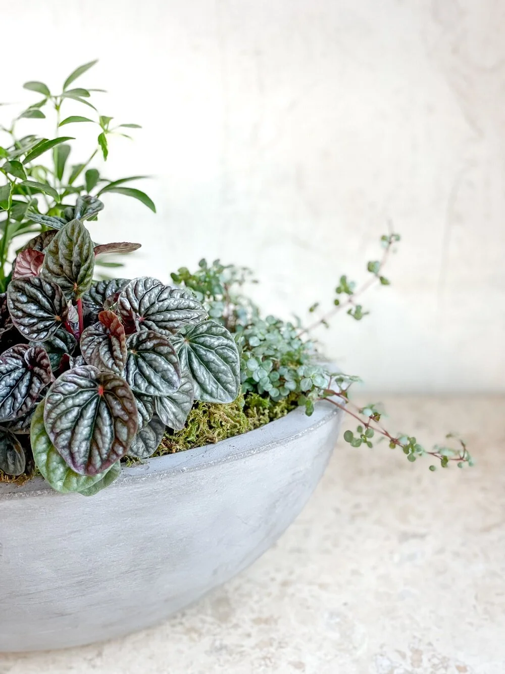 indoor planter easy care plants mixed dish garden pepperomia gray cement boat container