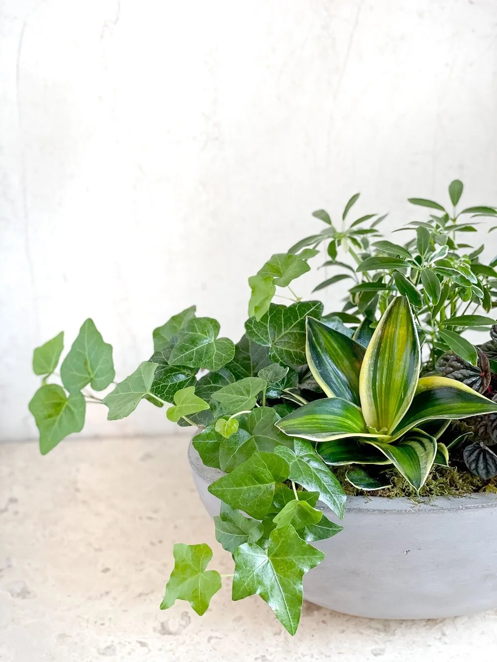 indoor planter easy care plants mixed dish garden ivy snake plant gray cement boat container