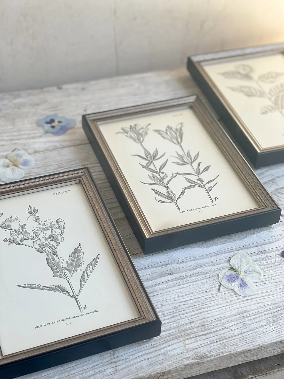 Framed Antique French Botanical Authentic Vintage Print Original Hand