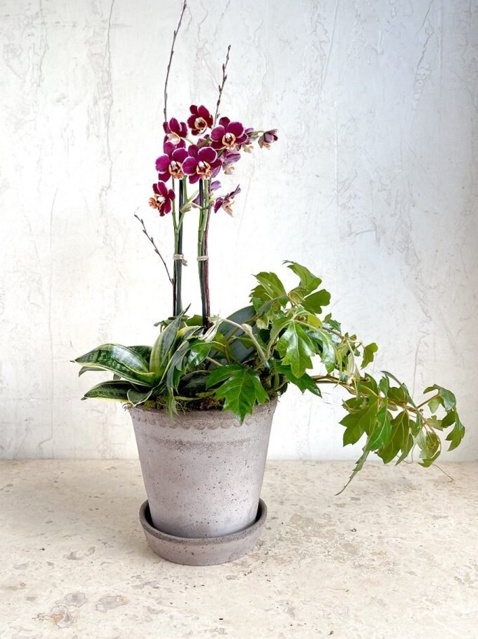 Orchidee Bordeaux