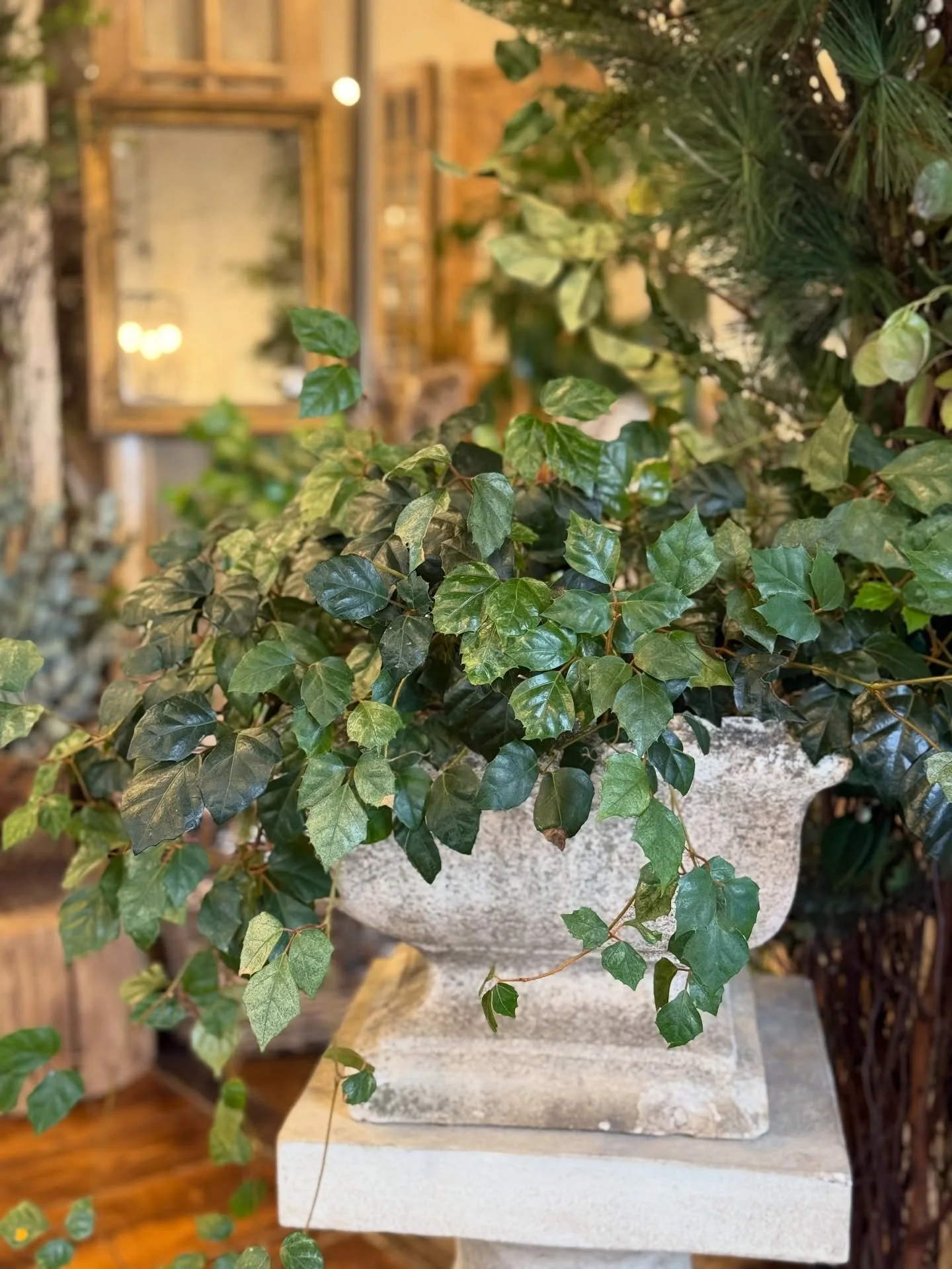 Welcome to our Fall Plant Sale!

Come by the shop and enjoy our fall plant sale for 50% off all potted plants inside the shop today and tomorrow 🪴