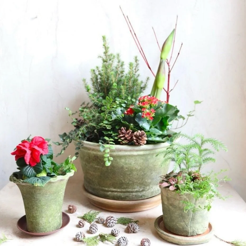 Help us find new homes for our plants! Stop by Les Fleurs today and tomorrow for 50% off all potted plants on display in the shop.