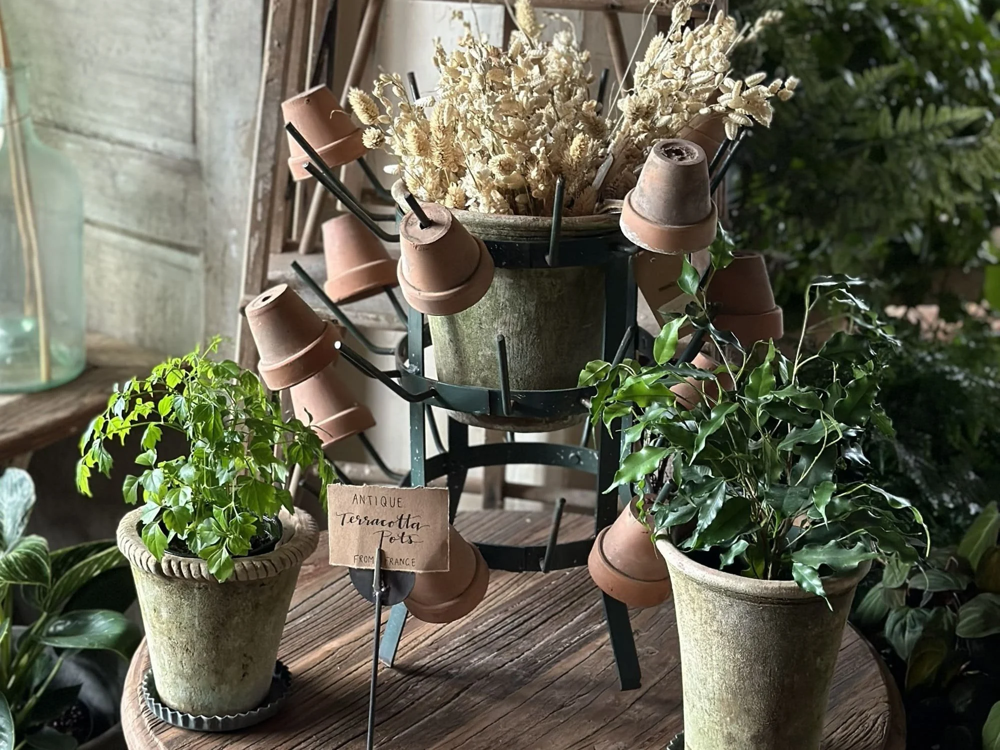 potted plants terracotta plant pots