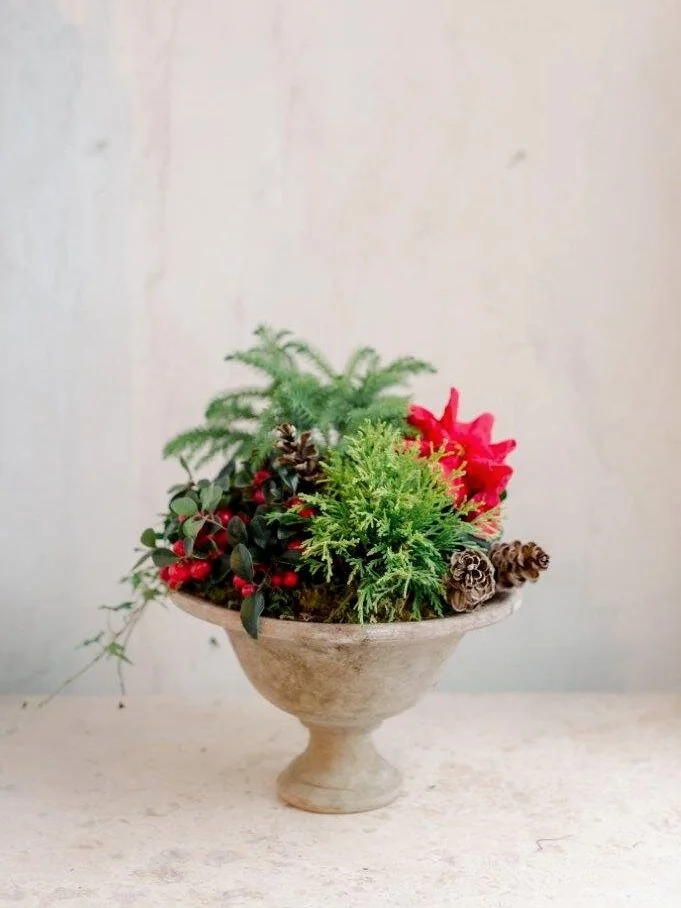 urne-de-noel-lesfleurs-christmas-holiday-poinsettia-mix-plant+%282%29.jpg