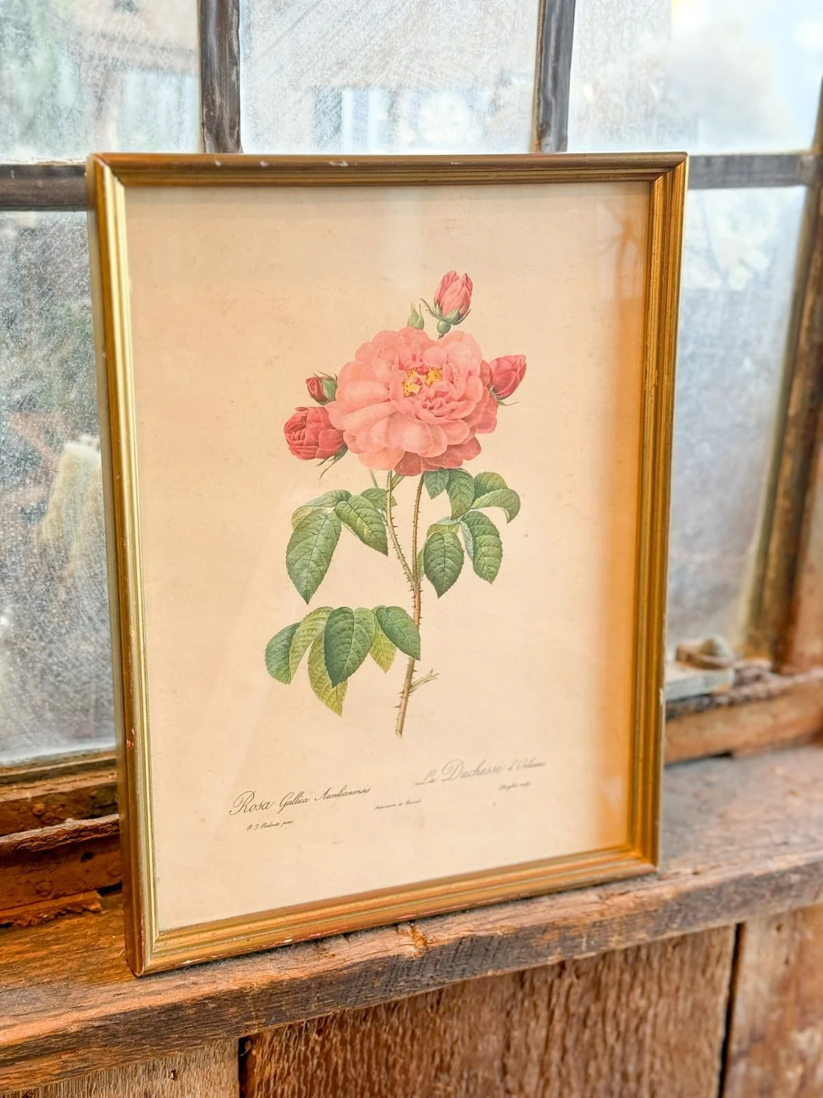 vintage-rose-lithograph-print-redoute-engraving (4).jpg