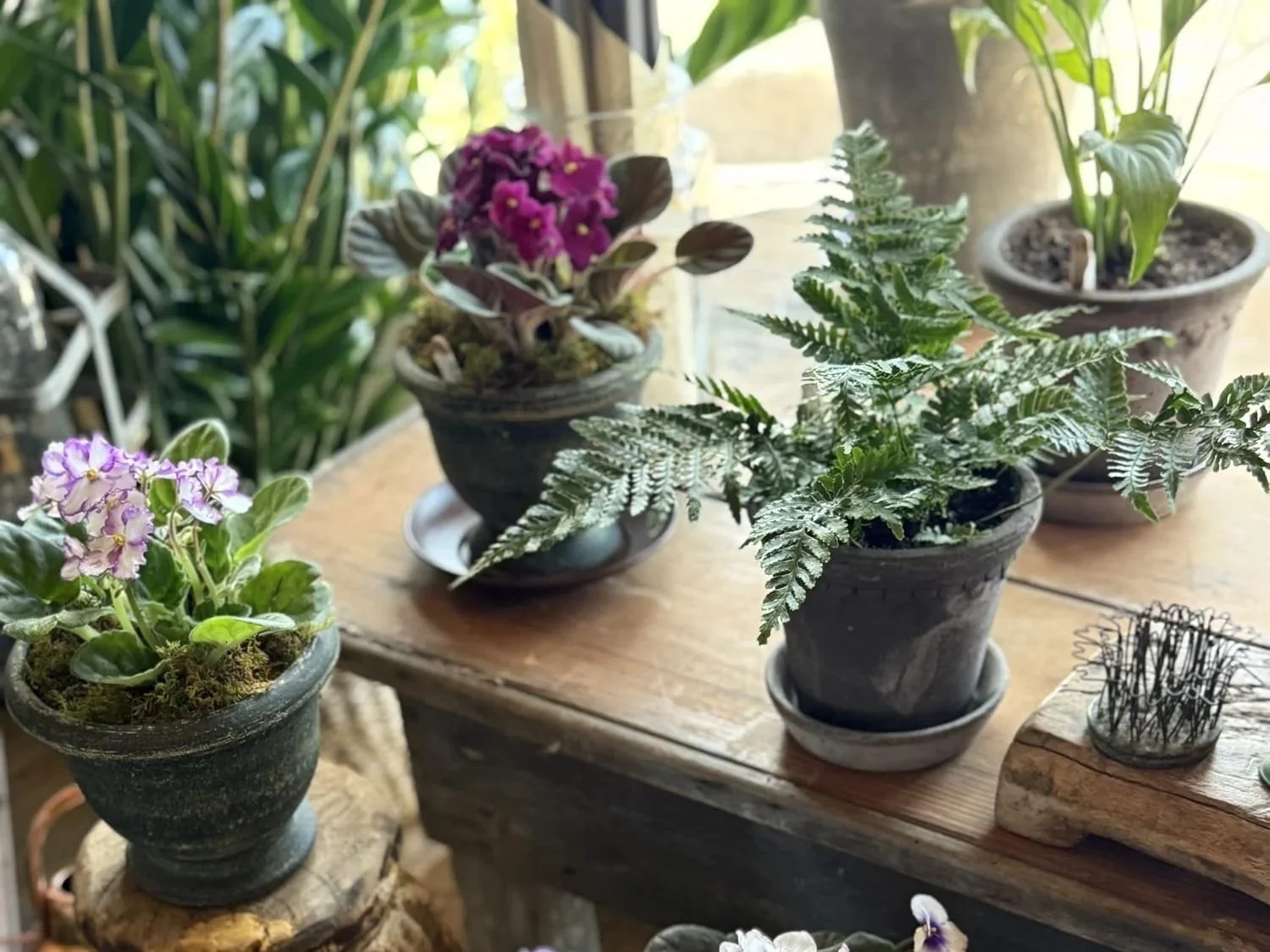 indoor potted plants flowering plant