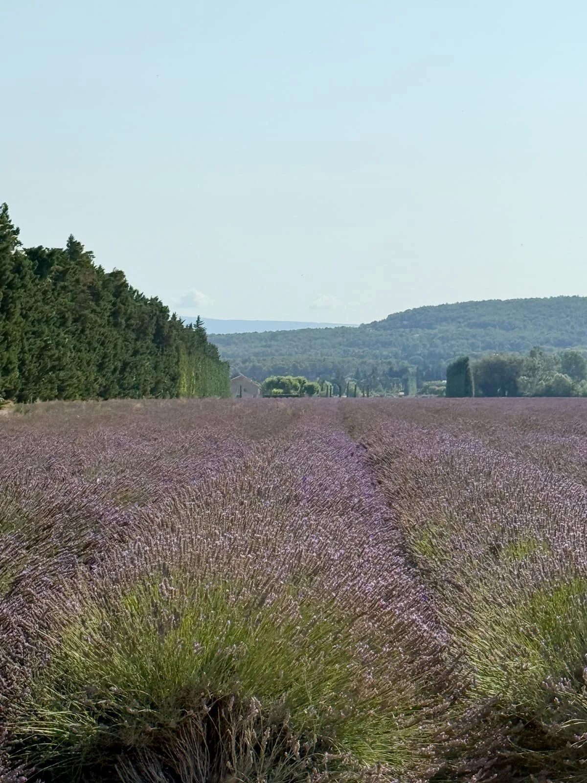 lavender fields in hills of provence france