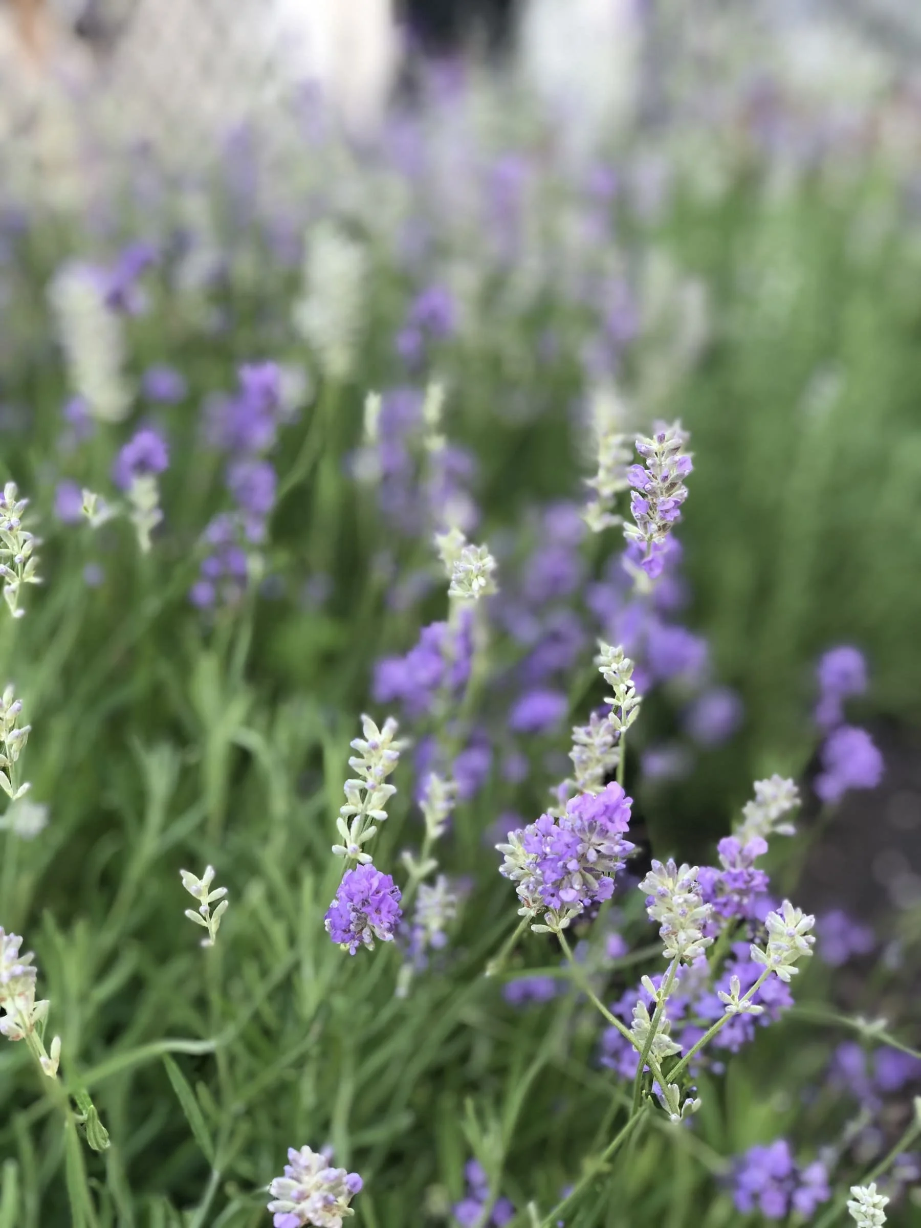 lavender plant flowers purple buds growing lavender in a garden