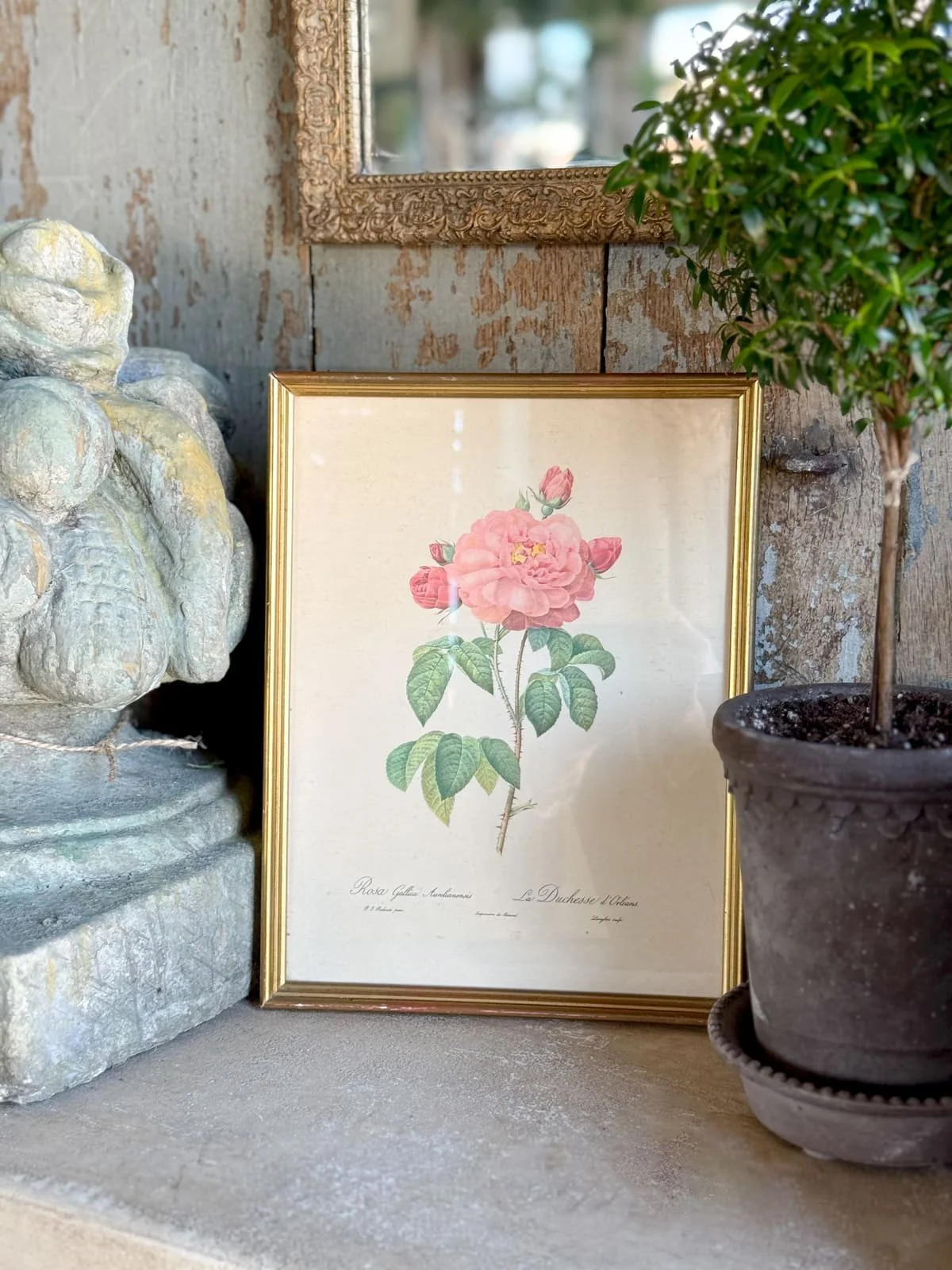 vintage-rose-lithograph-print-redoute-engraving (1).jpg