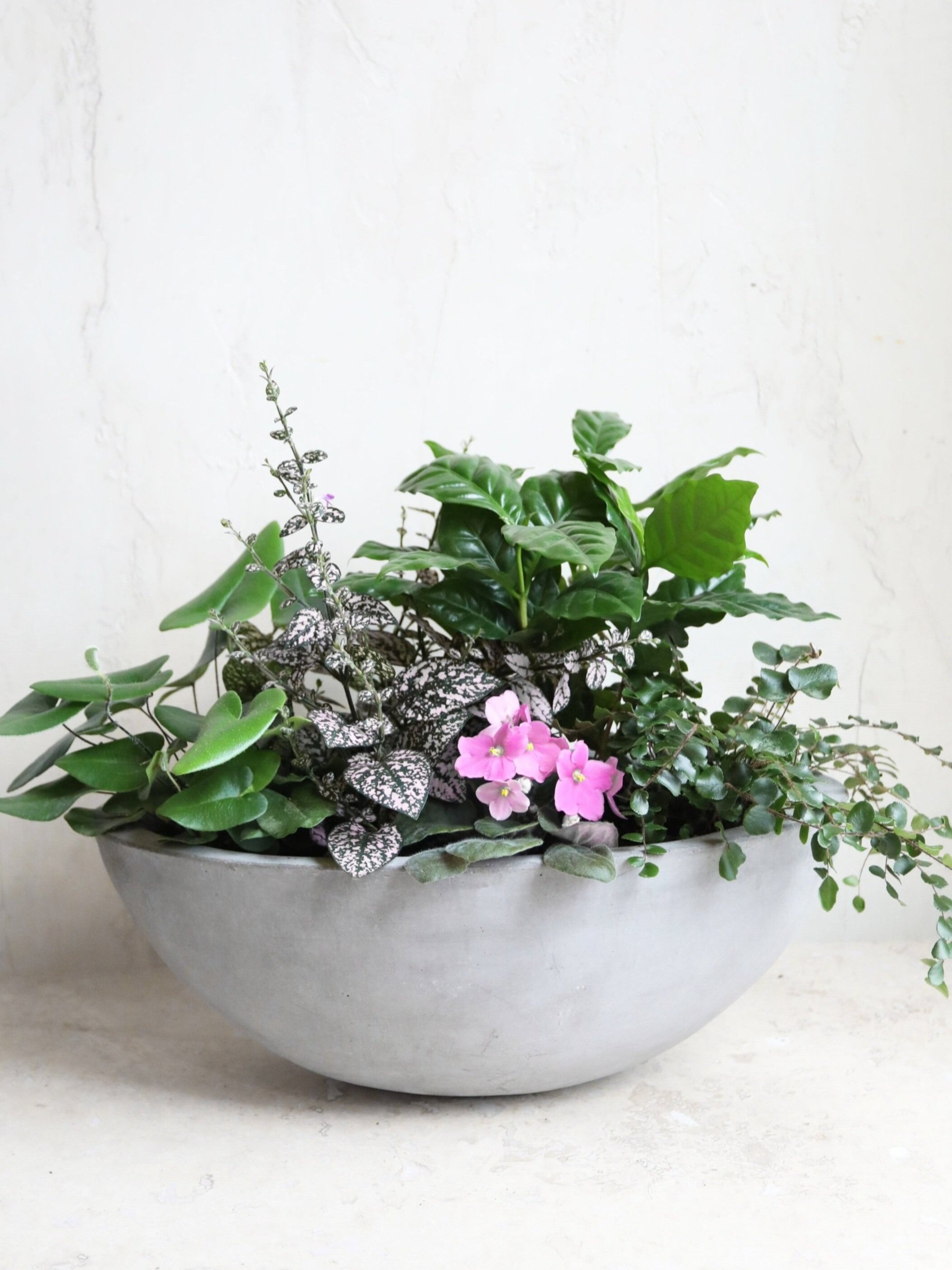 potted_plant1.jpg