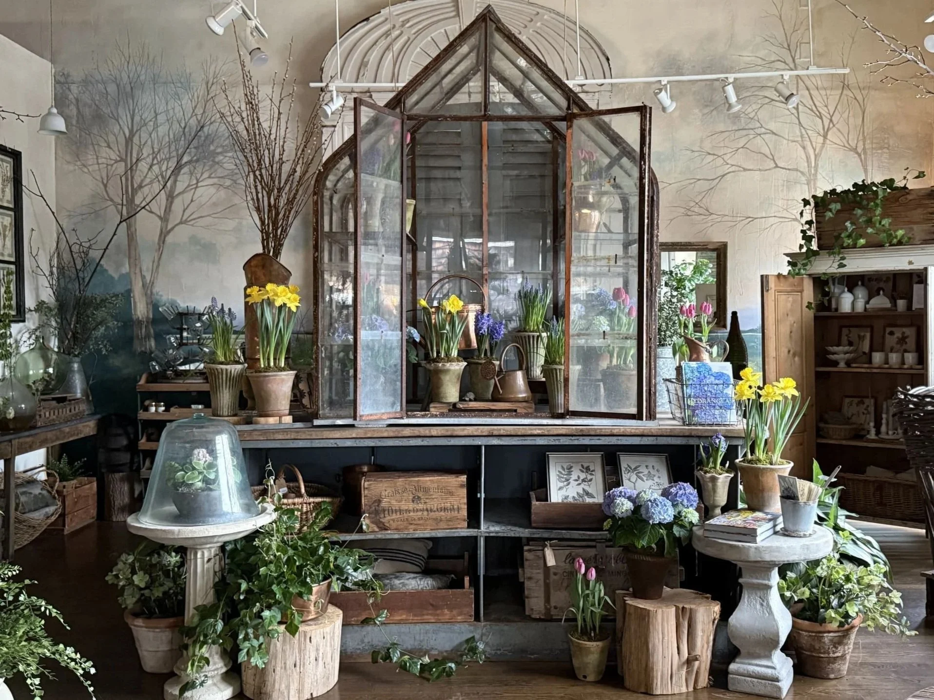 old french greenhouse potted spring plants daffodils flowering branches les fleurs florist andover ma shop interior