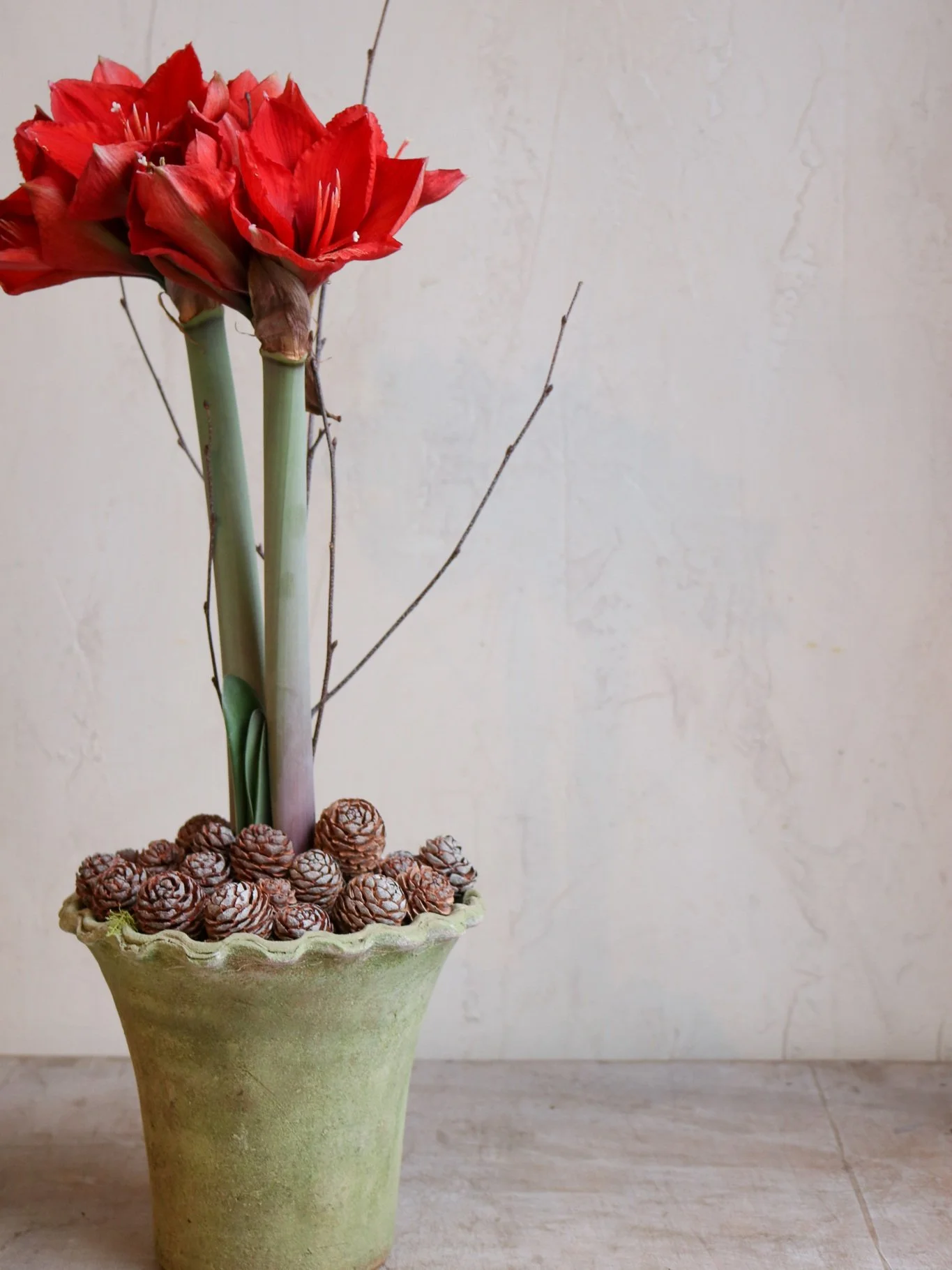 red amaryllis holiday plant pinecones lesfleurs andover ma