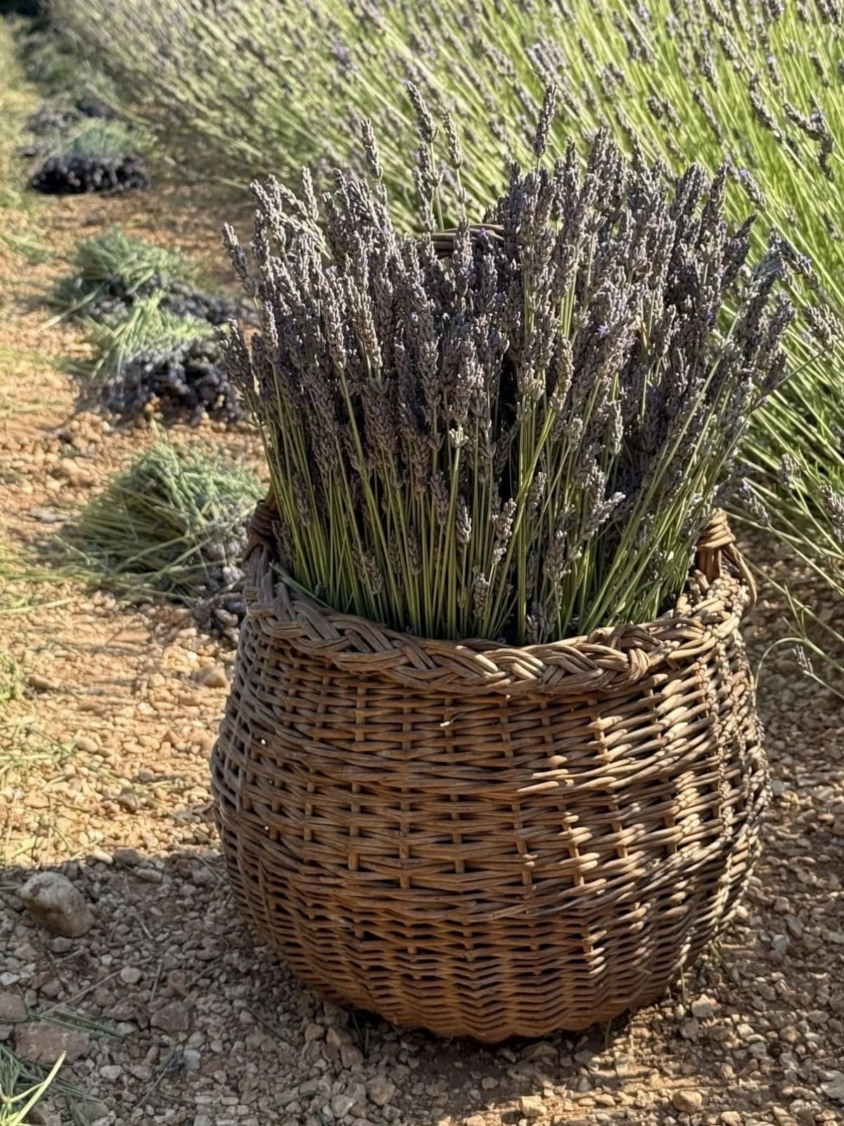 dried provence lavender in vintage basket