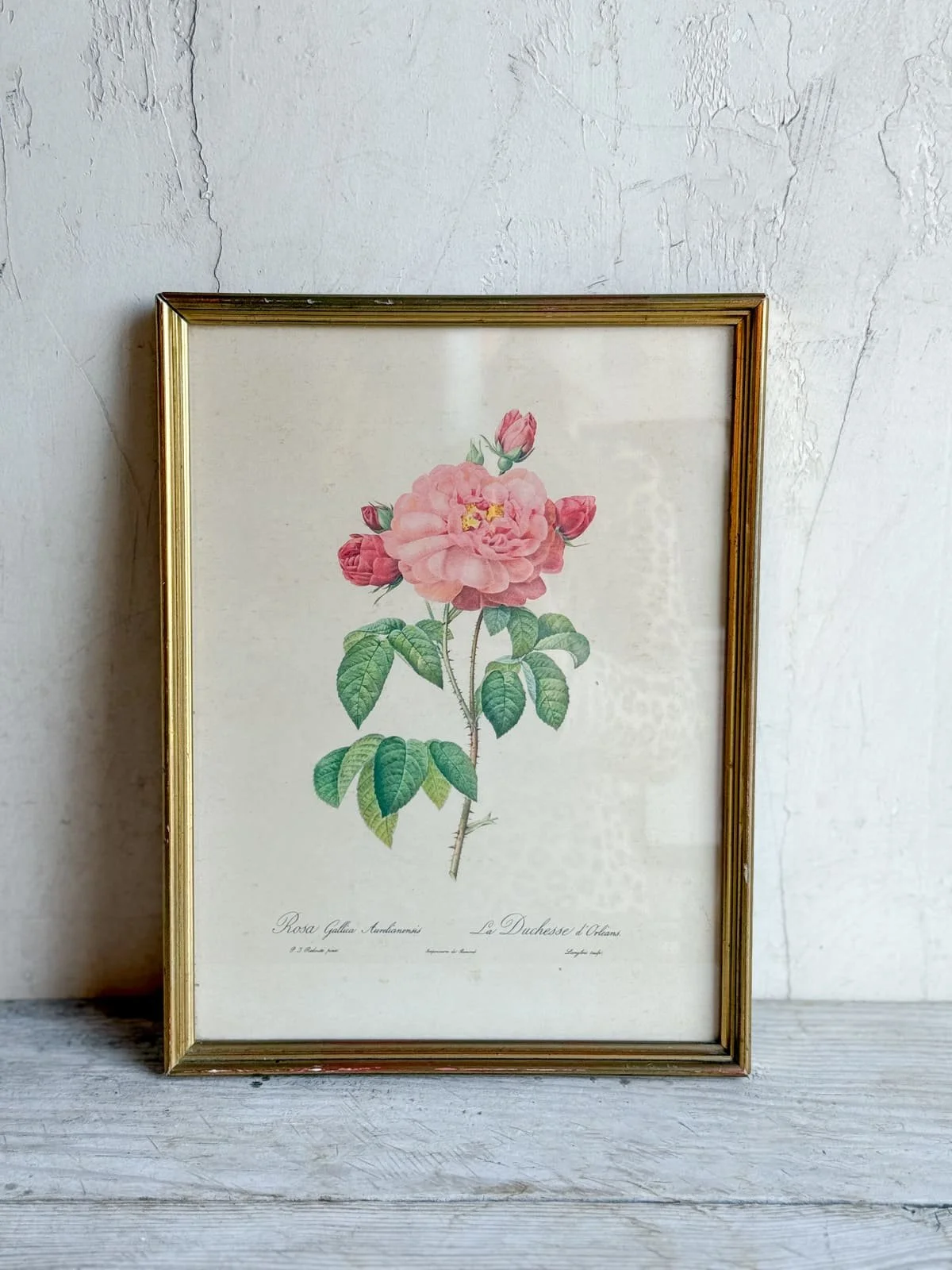 vintage-rose-lithograph-print-redoute-engraving (2).jpg