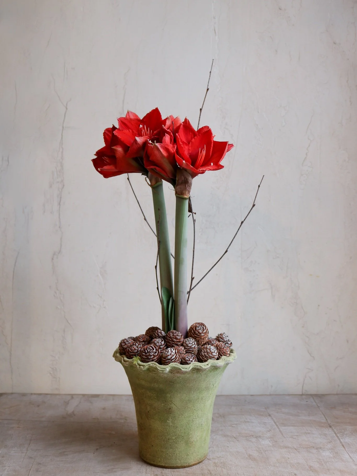 Plante Rouge et Pin Amaryllis