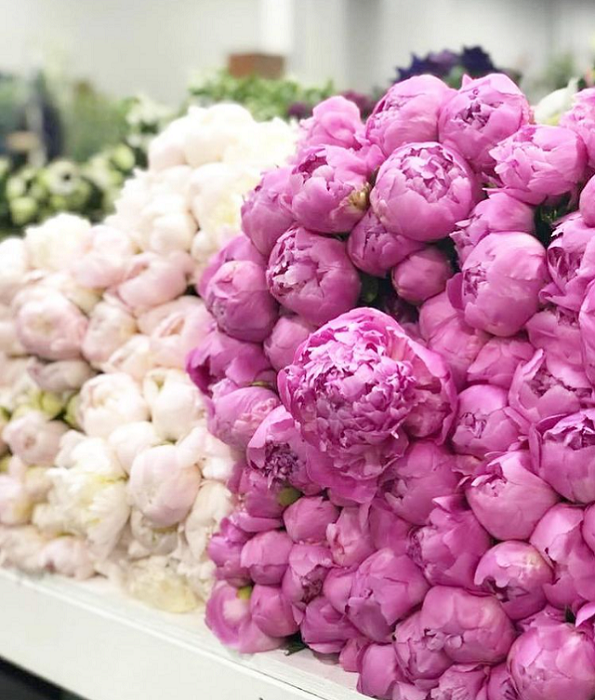 Peonies: From Garden to Table