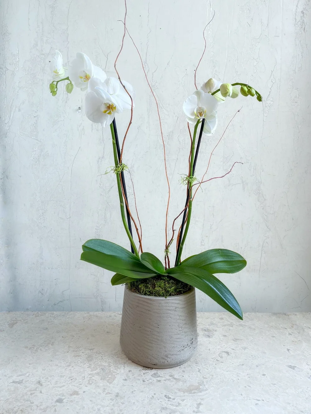 fiddle-leaf fig soil Fiddle Leaf Fig Potting Mix main image 0