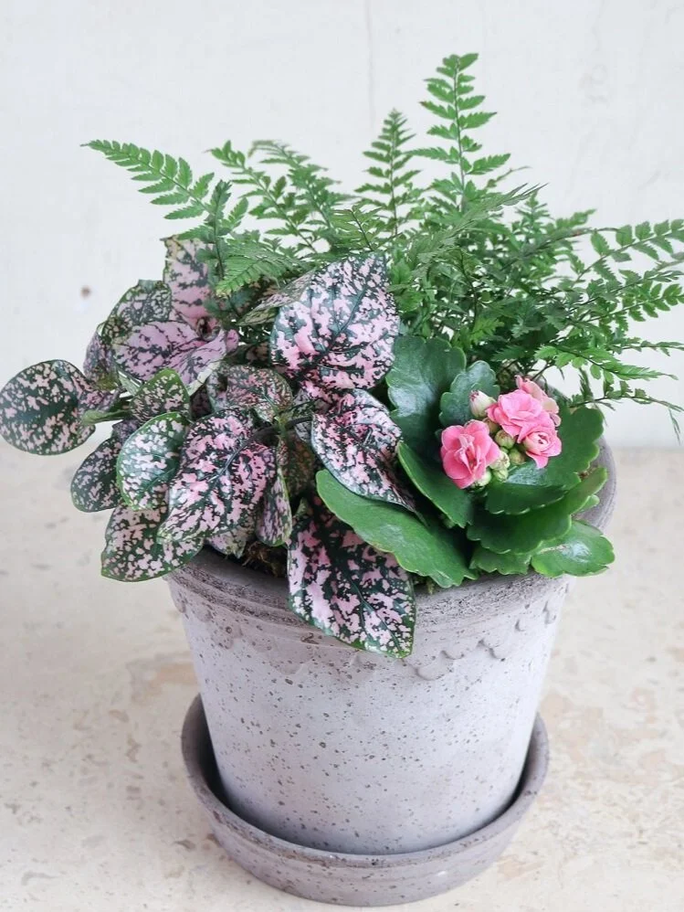 best window for dieffenbachia Dieffenbachia Sterling Dumb Cane White Veins main image 0