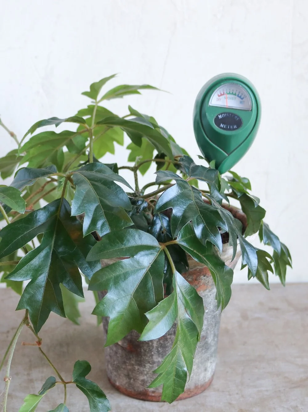 golden pothos vine Golden Pothos in Trellis, Epipremnum Aureum main image 0