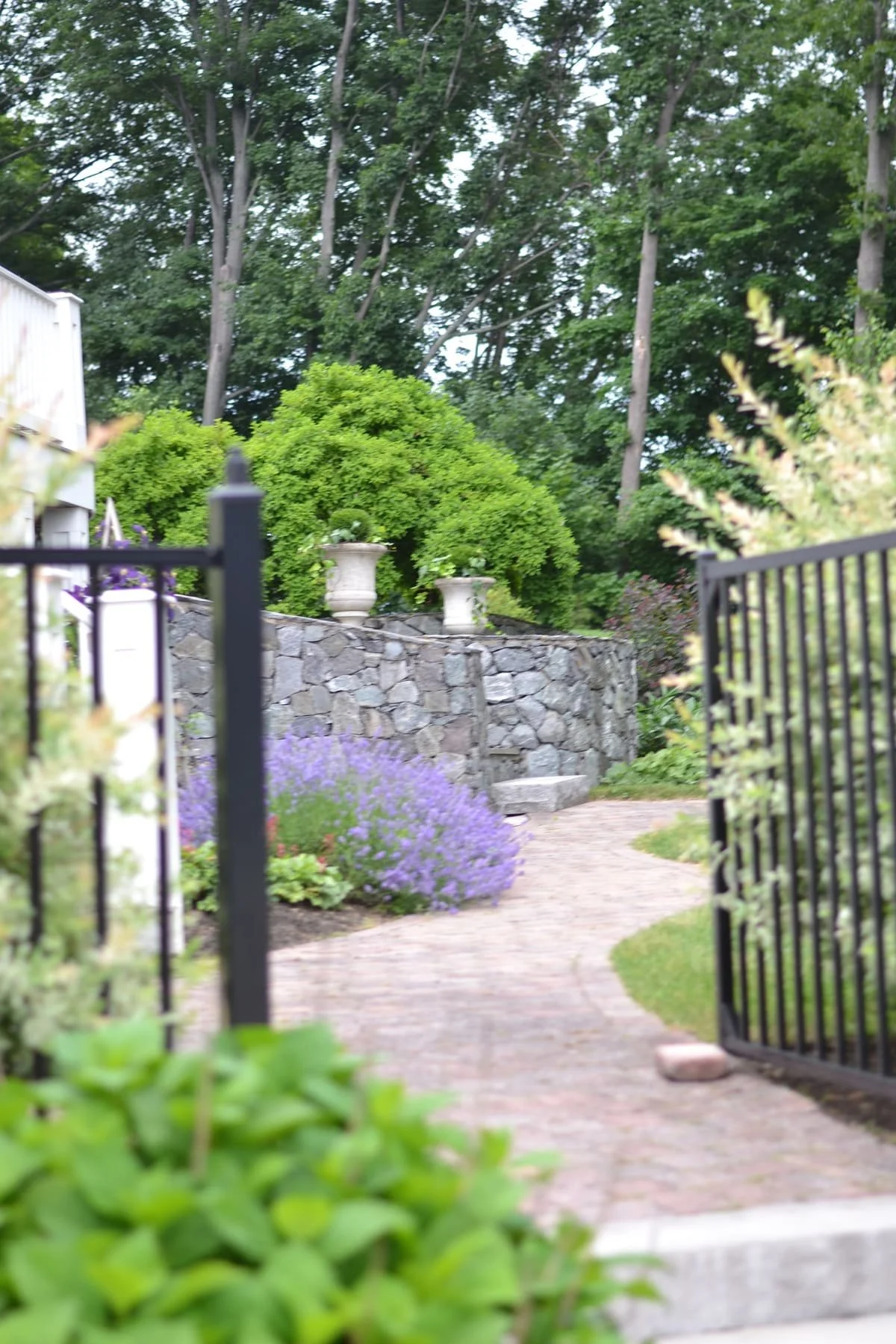 lavender plant backyard garden gate