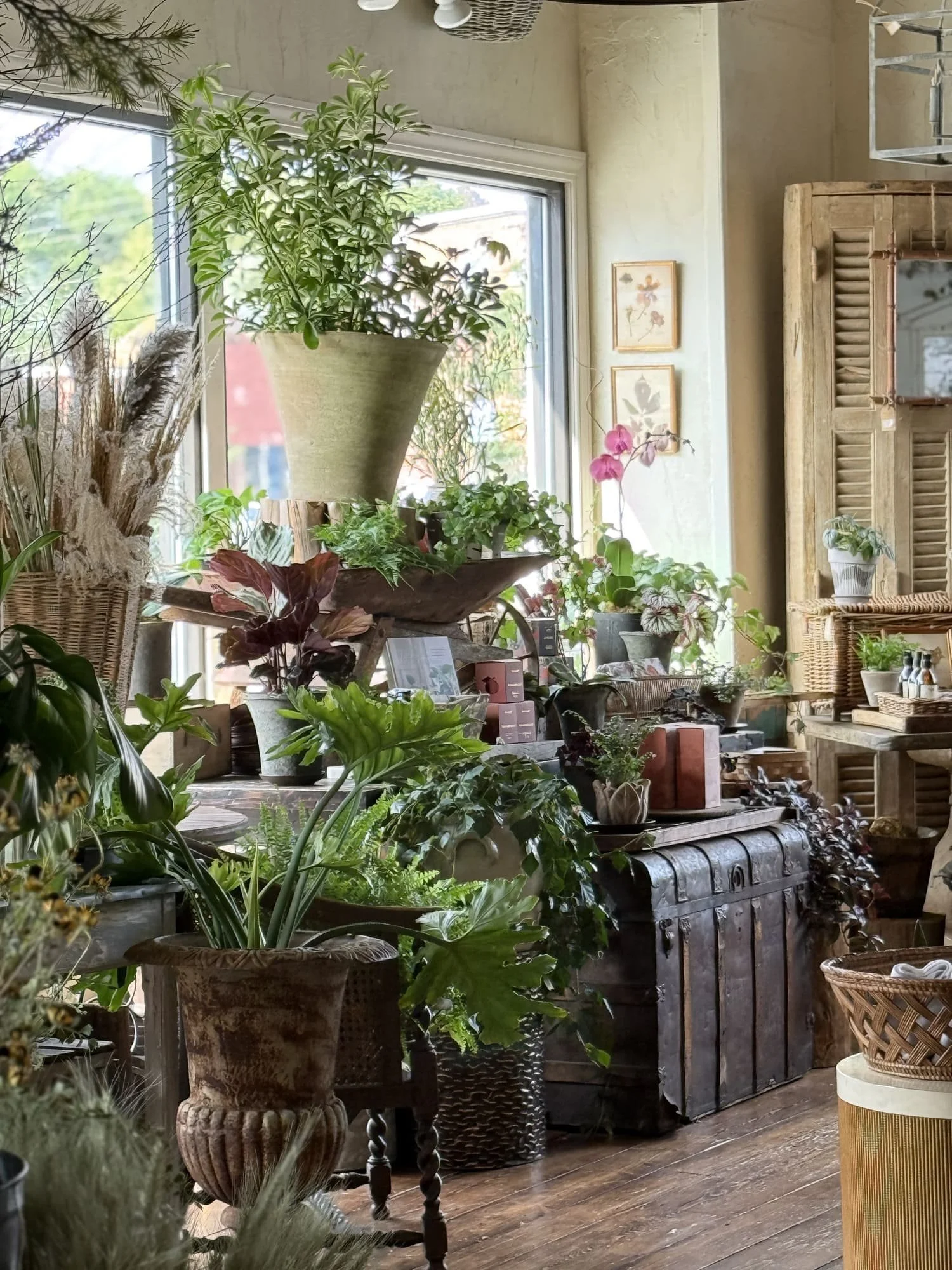 store displays decor indoor potted plants antique chest trunk cast iron vintage urn shutter doors