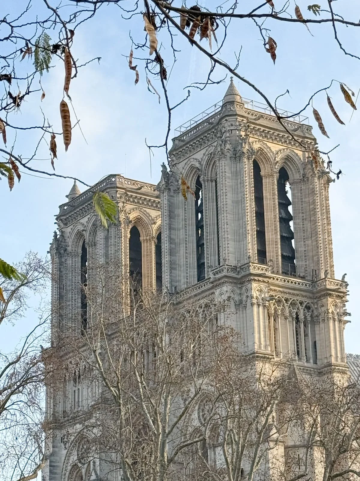 paris buildings trees