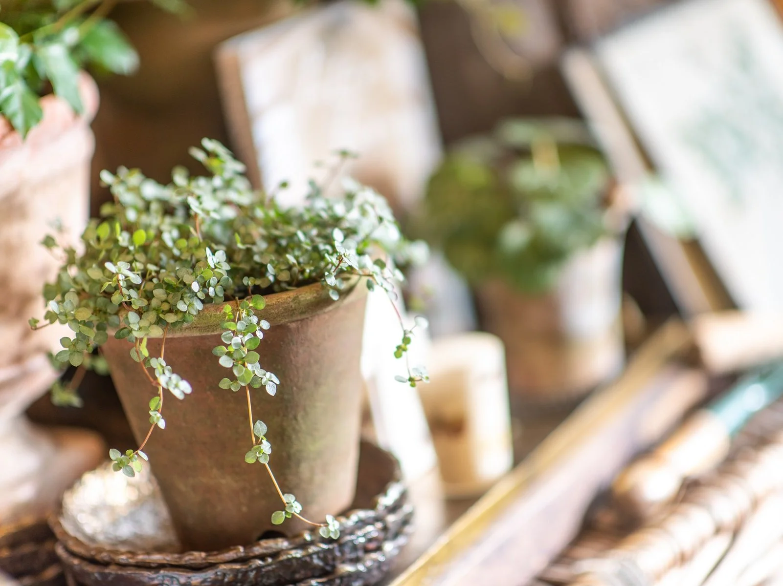 indoor potted plant pilea vintage terracotta pot