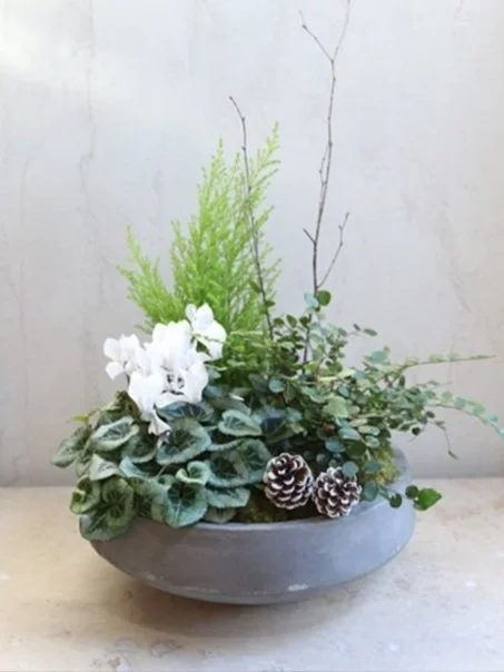 winter holiday plant in stone bowl white green pinecones sticks
