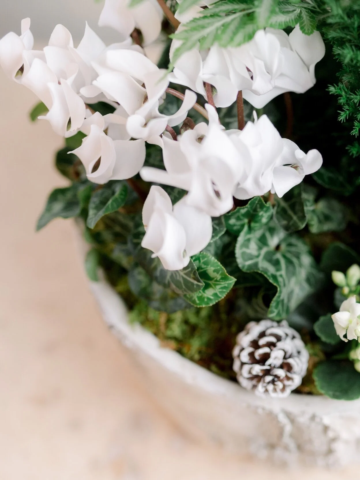 holiday-bark-planter-pinecone-cypress-lesfleurs-andover-5.jpg